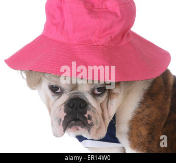 Chien femelle portant perruque et chapeau sur fond blanc - bulldog Banque D'Images