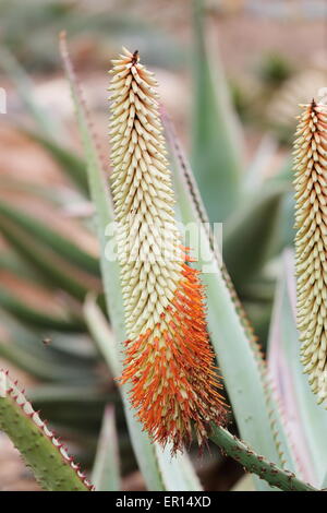 Variété à fleurs blanches de l'Aloe ferox Banque D'Images