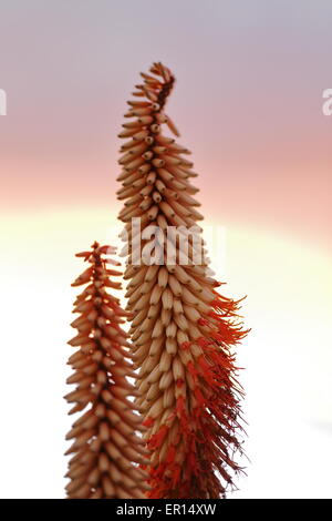 Variété à fleurs blanches de l'Aloe ferox Banque D'Images