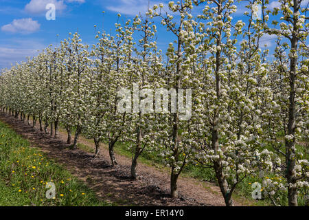 Domaine avec poires tres en fleur. Banque D'Images