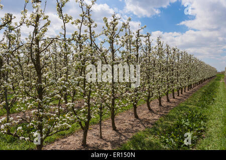 Domaine avec poires tres en fleur. Banque D'Images