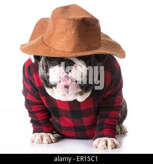 Pays - chien bulldog portant chemise à carreaux et de l'ouest chapeau sur fond blanc Banque D'Images