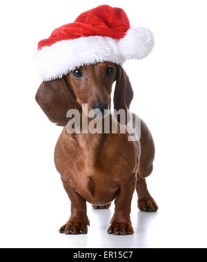 Chiot Teckel miniature de noël - wearing santa hat sur fond blanc Banque D'Images