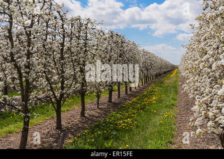 Domaine avec poires tres en fleur. Banque D'Images