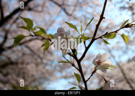 Fleurs de cerisier canadien au printemps Banque D'Images