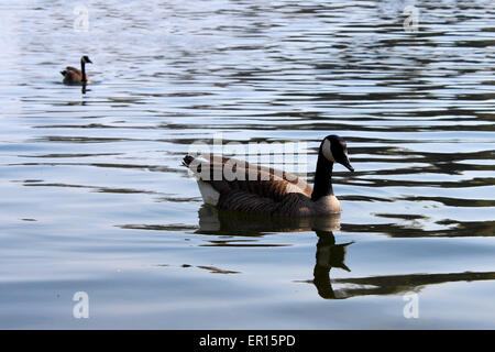 Deux canards au printemps la natation dans le lac Ontario, Canada Banque D'Images