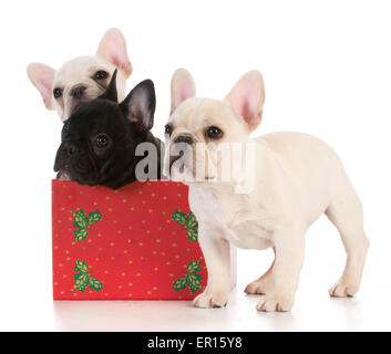 Chiots de noël - trois bouledogues français dans le cadre de saison sur fond blanc Banque D'Images