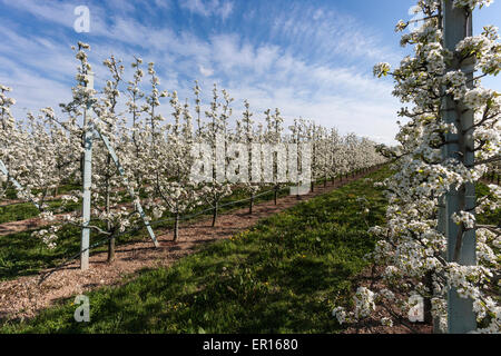 Domaine avec poires tres en fleur. Banque D'Images