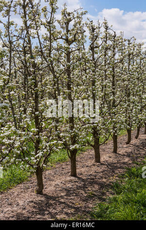 Domaine avec poires tres en fleur. Banque D'Images