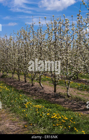 Domaine avec poires tres en fleur. Banque D'Images