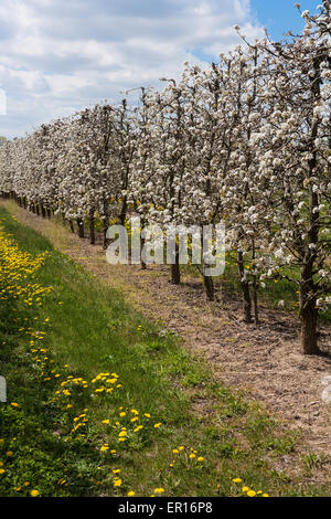 Domaine avec poires tres en fleur. Banque D'Images