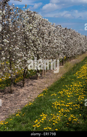 Domaine avec poires tres en fleur. Banque D'Images