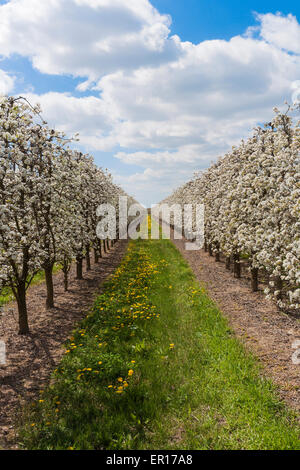 Domaine avec poires tres en fleur. Banque D'Images