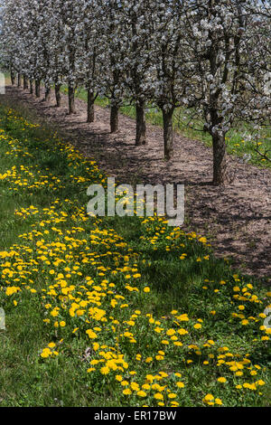 Domaine avec poires tres en fleur. Banque D'Images