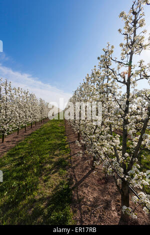 Domaine avec poires tres en fleur. Banque D'Images