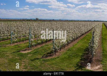 Domaine avec poires tres en fleur. Banque D'Images