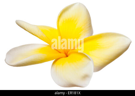 Fleur de frangipanier Plumeria fleurs tropicales jaune et blanc sur blanc Banque D'Images