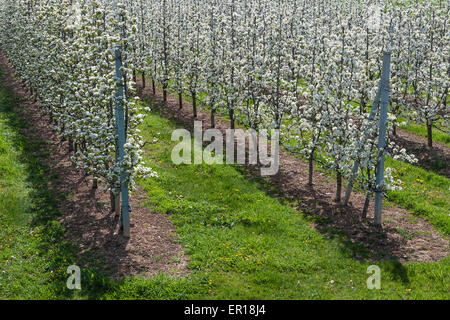 Domaine avec poires tres en fleur. Banque D'Images