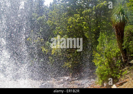 Pandani à côté de la gerbe de Branigan Falls at Waterfall Valley, le long de la voie terrestre de la Tasmanie Banque D'Images