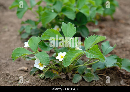 Plusieurs fleurs sur la tige de fraise Banque D'Images