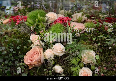 Roses couleur saumon font partie d'un affichage floral à l'intérieur du 'Grand Pavilion' au 2015 RHS Chelsea Flower Show Banque D'Images