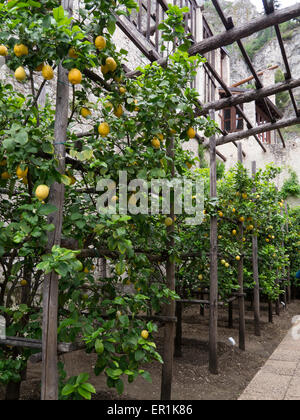 De plus en plus des citrons à Limone sul Garda Banque D'Images