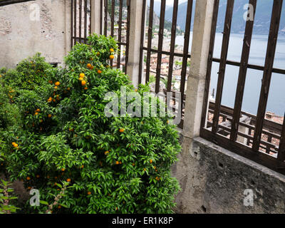 De plus en plus des citrons à Limone sul Garda Banque D'Images