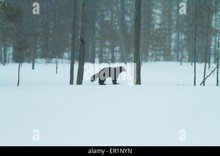 Ouaouaron, Rana catesbeiana, dans paysage d'hiver avec la neige qui tombe en Kuhmo, Finlande Banque D'Images