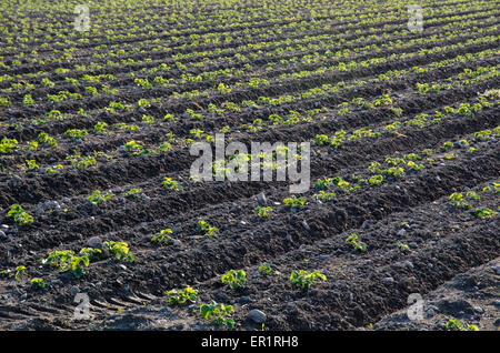 Les semis de fraises de plus en plus dans les lignes à un champ au printemps Banque D'Images