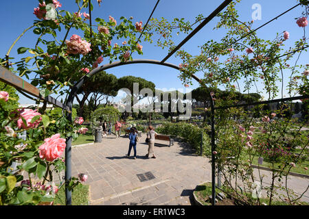 Rome. L'Italie. La Rocca Comunale di Roma, jardin des roses sur la colline de l'Aventin. Banque D'Images