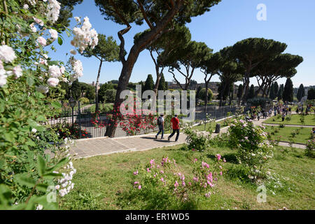 Rome. L'Italie. La Rocca Comunale di Roma, jardin des roses sur la colline de l'Aventin. Banque D'Images