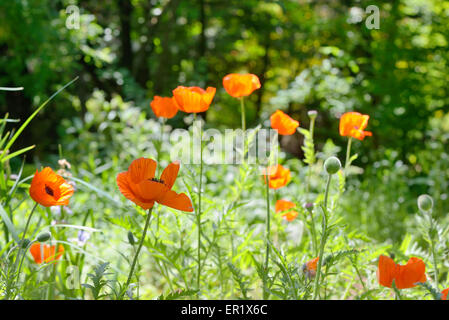 Des coquelicots sauvages dans la forêt de l'été Banque D'Images