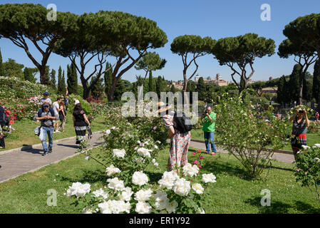 Rome. L'Italie. La Rocca Comunale di Roma, jardin des roses sur la colline de l'Aventin. Banque D'Images