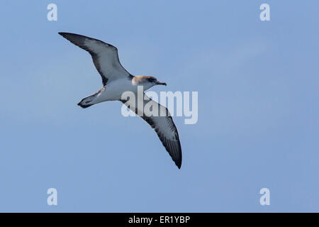 Cap Vert Shearwater Banque D'Images