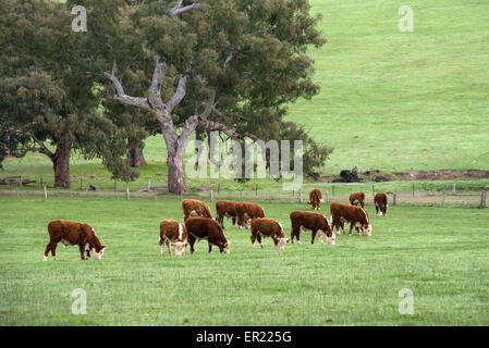 Le pâturage du bétail Hereford près de Casterton, dans l'ouest de Victoria, Australie.