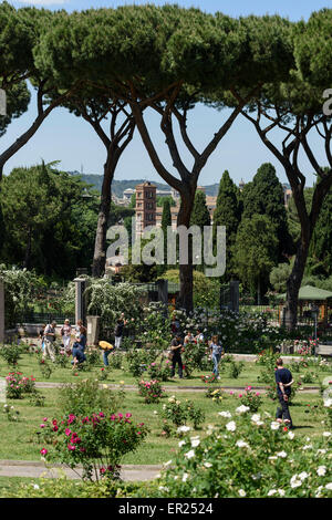 Rome. L'Italie. La Rocca Comunale di Roma, jardin des roses sur la colline de l'Aventin. Banque D'Images