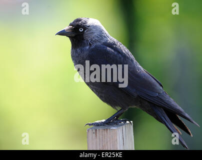 Un choucas (Corvus monedula) est perché sur un piquet de clôture. Colden Common, Winchester , l'Angleterre. UK Banque D'Images