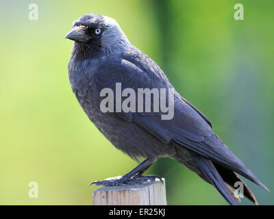 Un choucas (Corvus monedula) est perché sur un piquet de clôture. Colden Common, Winchester , l'Angleterre. UK Banque D'Images