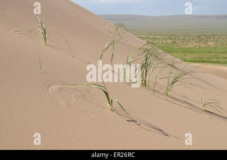 Brins d'herbe sur la Khongoryn dunes de sable dans le désert de Gobi China, la Mongolie. Banque D'Images