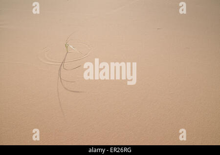 Brins d'herbe sur la Khongoryn dunes de sable dans le désert de Gobi China, la Mongolie. Banque D'Images