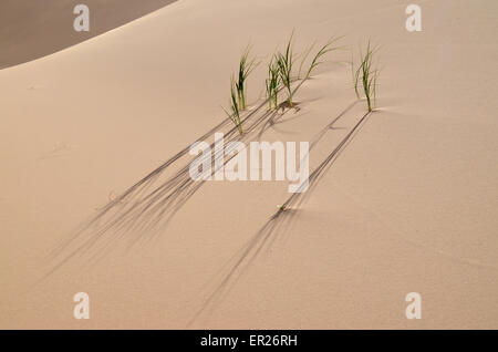 Brins d'herbe sur la Khongoryn dunes de sable dans le désert de Gobi China, la Mongolie. Banque D'Images