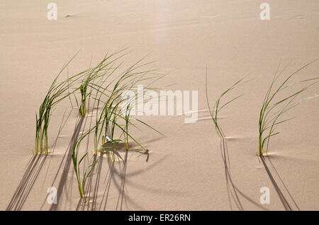 Brins d'herbe sur la Khongoryn dunes de sable dans le désert de Gobi China, la Mongolie. Banque D'Images