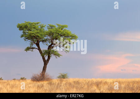Paysage avec un camelthorn arbre Acacia (Acacia erioloba), désert du Kalahari, Afrique du Sud Banque D'Images
