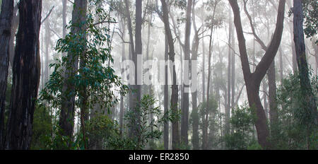 Forêt d'Eucalyptus australiens dans la brume matinale. Banque D'Images