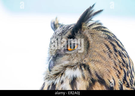 Lamporthall, UK. 25 mai, 2015. Vacances de banque lundi. Lamporthall. Festival de Country Life Northamptonshire. En dépit d'être un jour nuageux il y avait beaucoup de visiteurs profiter de l'événement. Un couple de chouettes hiboux affiché par Voici, à un centre de secours de Wellingborough. Cet oiseau est un'lacteus. Banque D'Images
