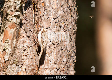 Une politique ou des arbres vitesse rampante, Certhia familiaris, dans la lumière du soleil à proximité du nid mais stationnaire sur l'écorce d'un pin. Banque D'Images