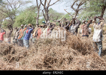 Les préparateurs d'arachide en pays, Seine de Saloium, Sénégal, novembre 2012 Banque D'Images