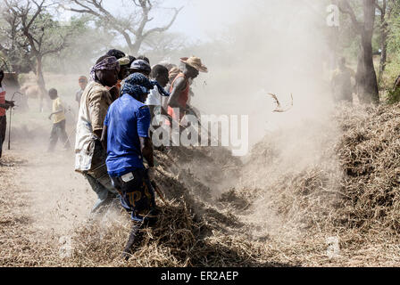 Les préparateurs d'arachide en pays, Seine de Saloium, Sénégal, novembre 2012 Banque D'Images