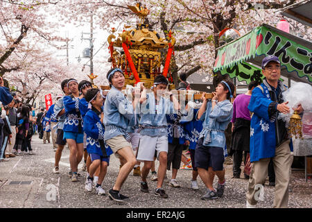 La parade annuelle de Genji à Tada, Japon. Équipe d'hommes soulevant et portant un mikoshi, un sanctuaire portable, à travers la rue sous les cerisiers fleurit les arbres. Banque D'Images