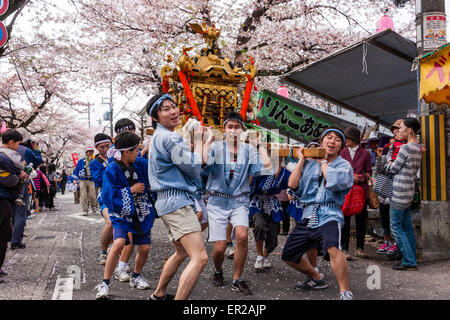 La parade annuelle de Genji à Tada, Japon. Équipe d'hommes soulevant et portant un mikoshi, un sanctuaire portable, à travers la rue sous les cerisiers fleurit les arbres. Banque D'Images